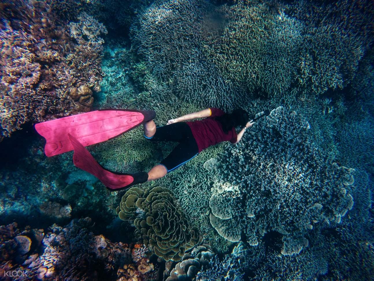 1 Day Snorkeling In Komodo National Park Labuan Bajo in Labuan Bajo