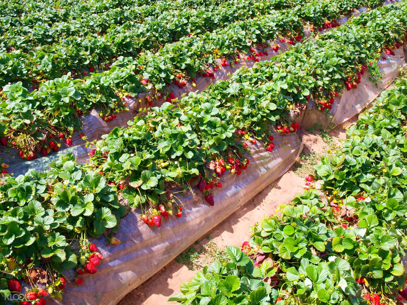 Strawberry Picking & Gamcheon Culture Village and Songdo