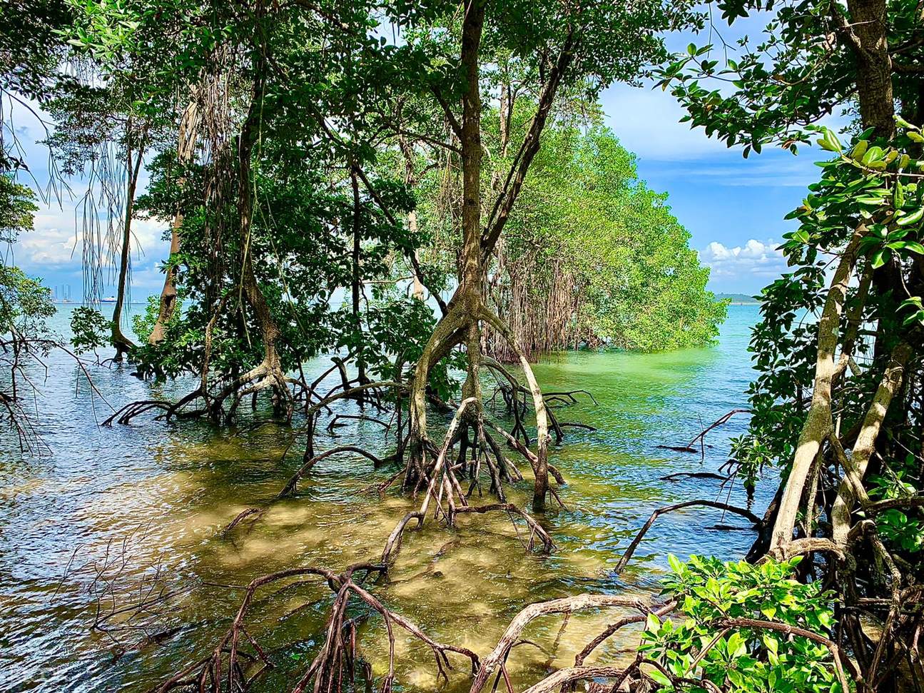 Pulau Ubin and Chek Jawa Tour Klook Singapore