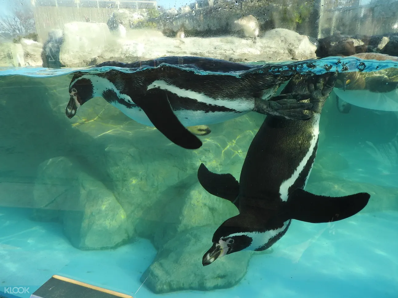 日本東武動物公園門票 入園門票 一日通票 線上訂票 412 愛票網 日本東武動物公園門票 入園門票 一日通票 線上訂票 412 愛票網