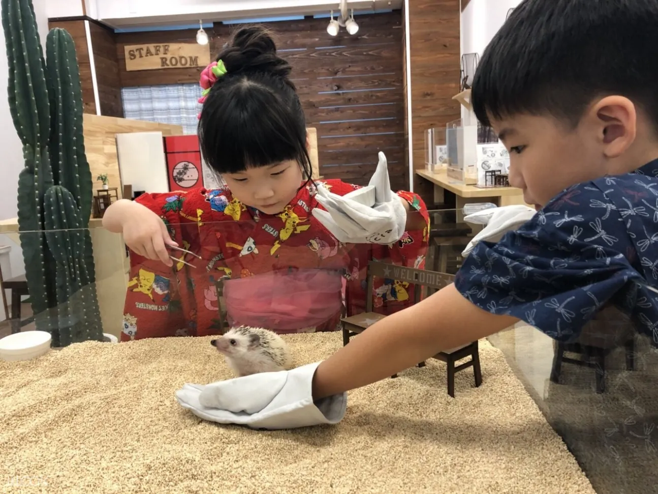 刺蝟咖啡廳,澀谷刺蝟咖啡廳,澀谷寵物咖啡廳