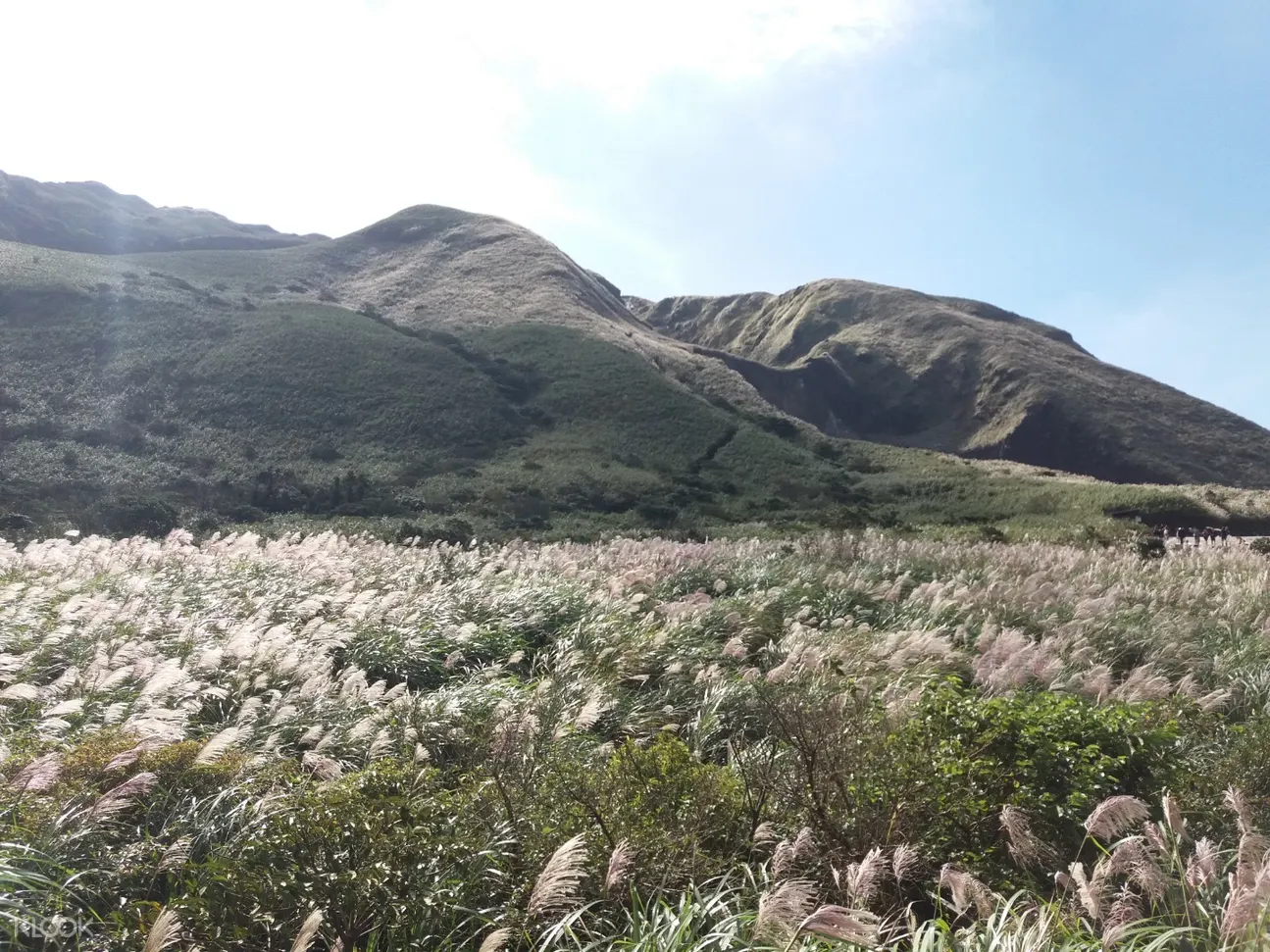 陽明山一日遊,北投一日遊,陽明山導覽