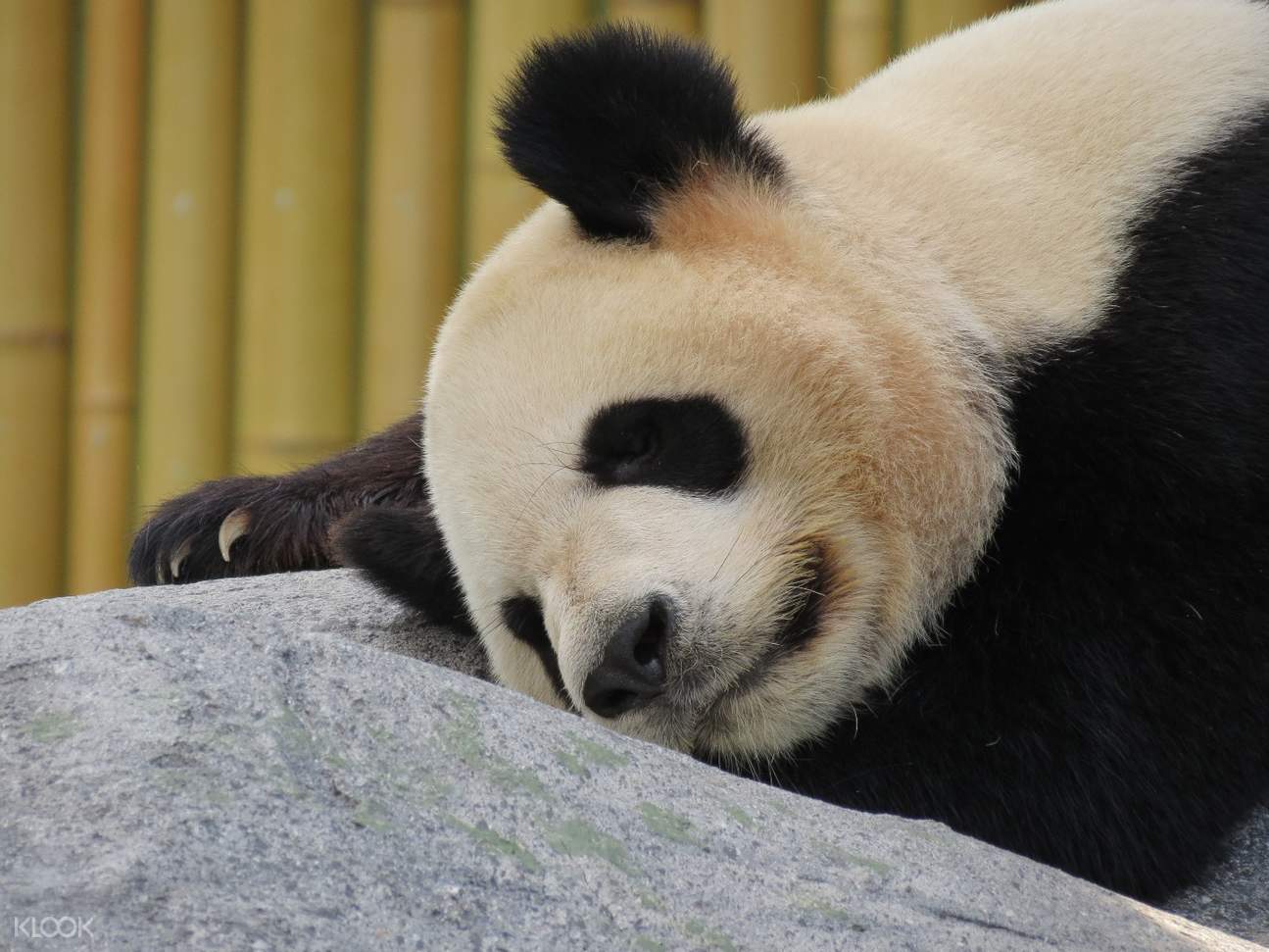 [SALE] Chengdu Giant Panda Base Ticket with Shared Bus Transfers in