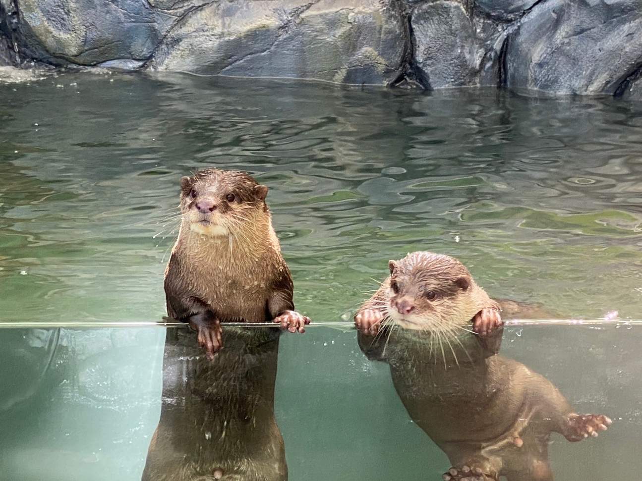 水獭生态解说