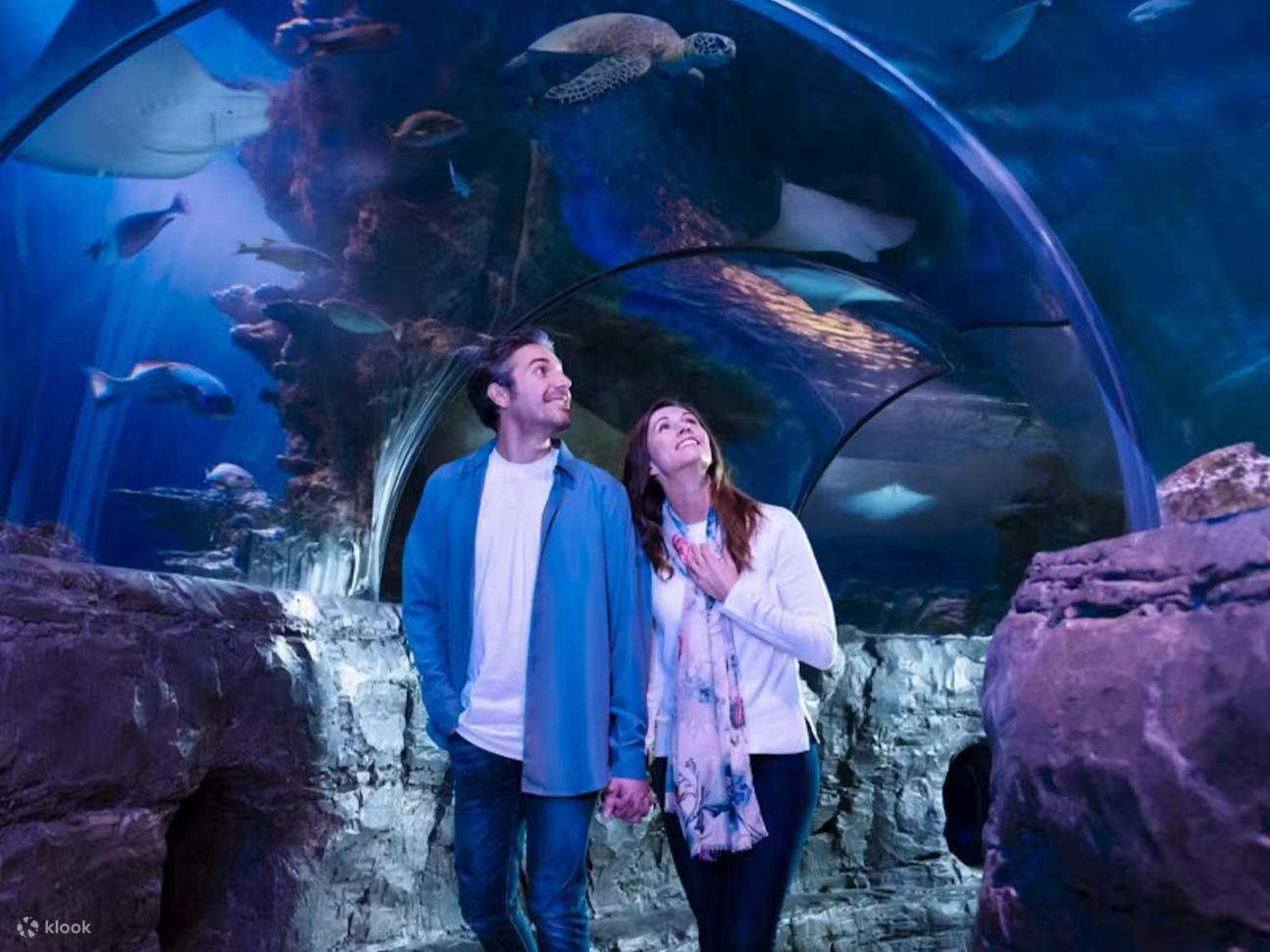 Saksikan gurita-gurita yang penasaran dan ikan tropis berwarna-warni berenang di habitat bawah laut yang memukau