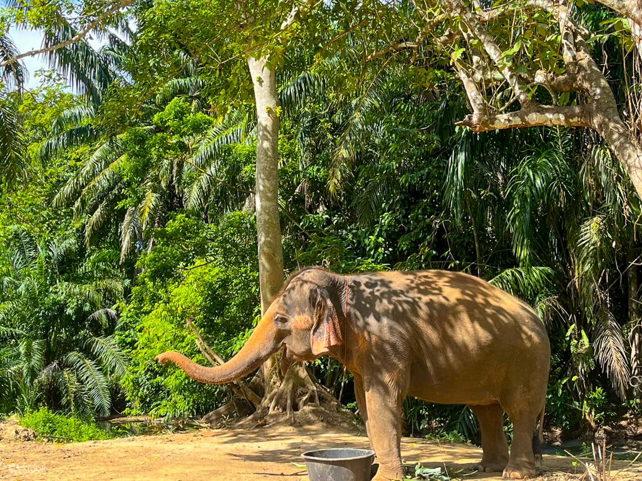 大象口渴的時候