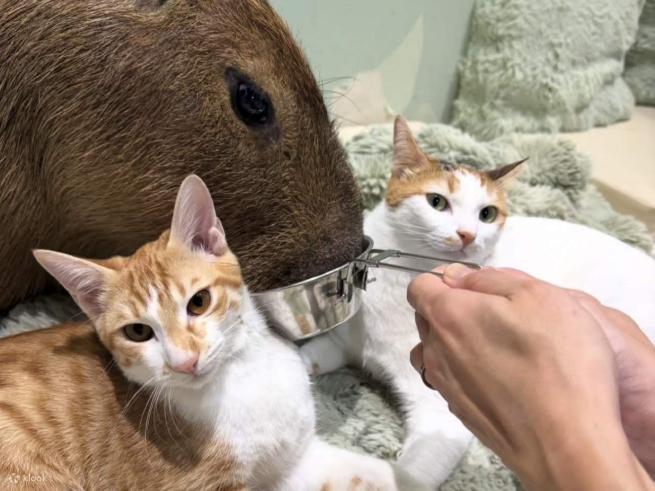 Interaction avec les capybaras et les chats [Capyneko Cafe Harajuku ...