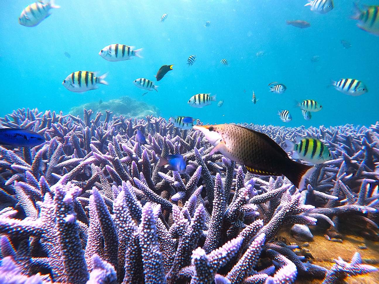 澎湖潜水: 乐福海洋工坊珊瑚海洋花园 - 体验潜水