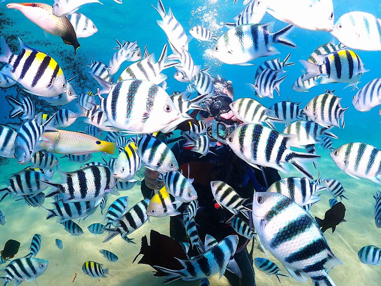 Plongée à Penghu : L'Atelier marin Lofe - Jardin de corail marin - Baptême de plongée