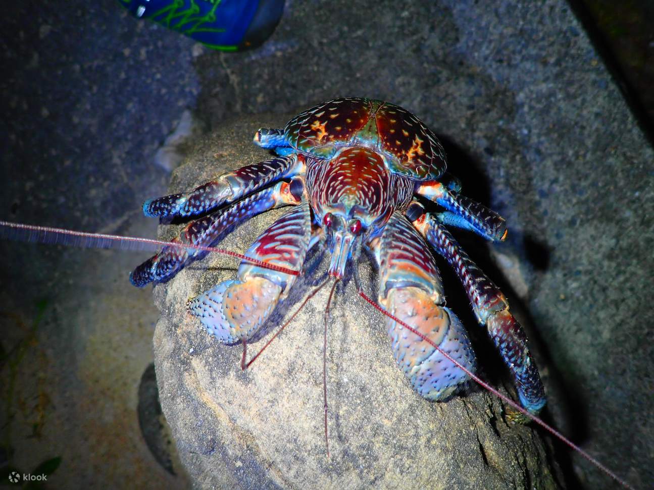 Tour notturno nella giungla e cielo stellato dell'isola di Iriomote (Okinawa)