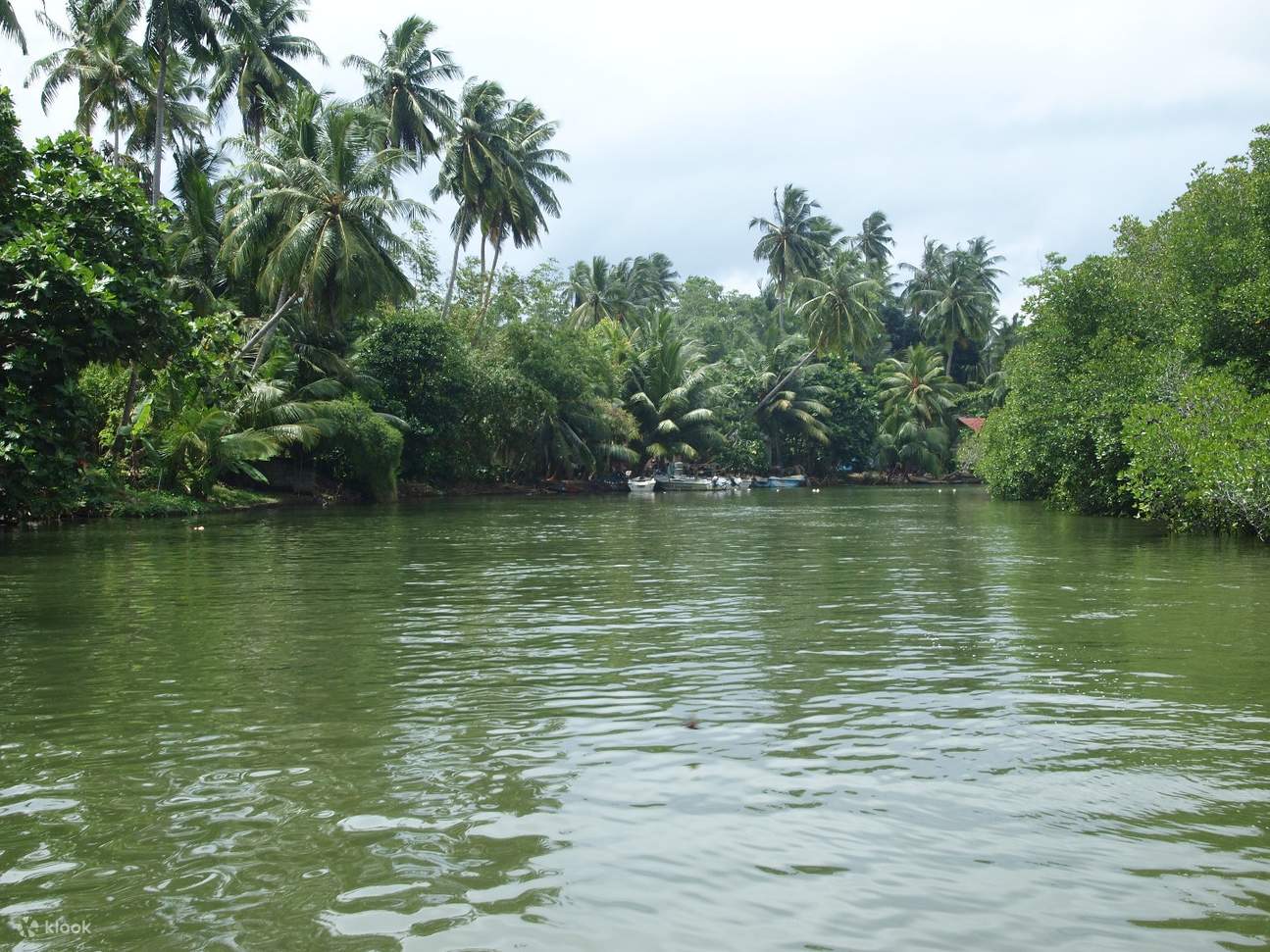 Safari Sungai Balapitiya dan Lawatan Alam Semula Jadi dari Colombo
