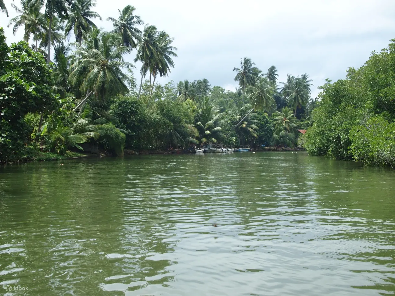 科伦坡的 Balapitiya River Safari 和自然之旅