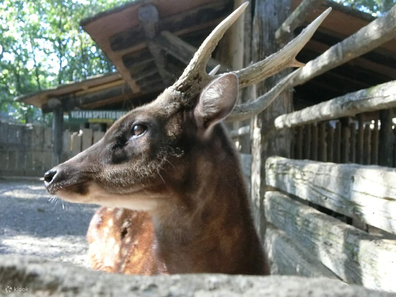 Deer in Avilon Zoo