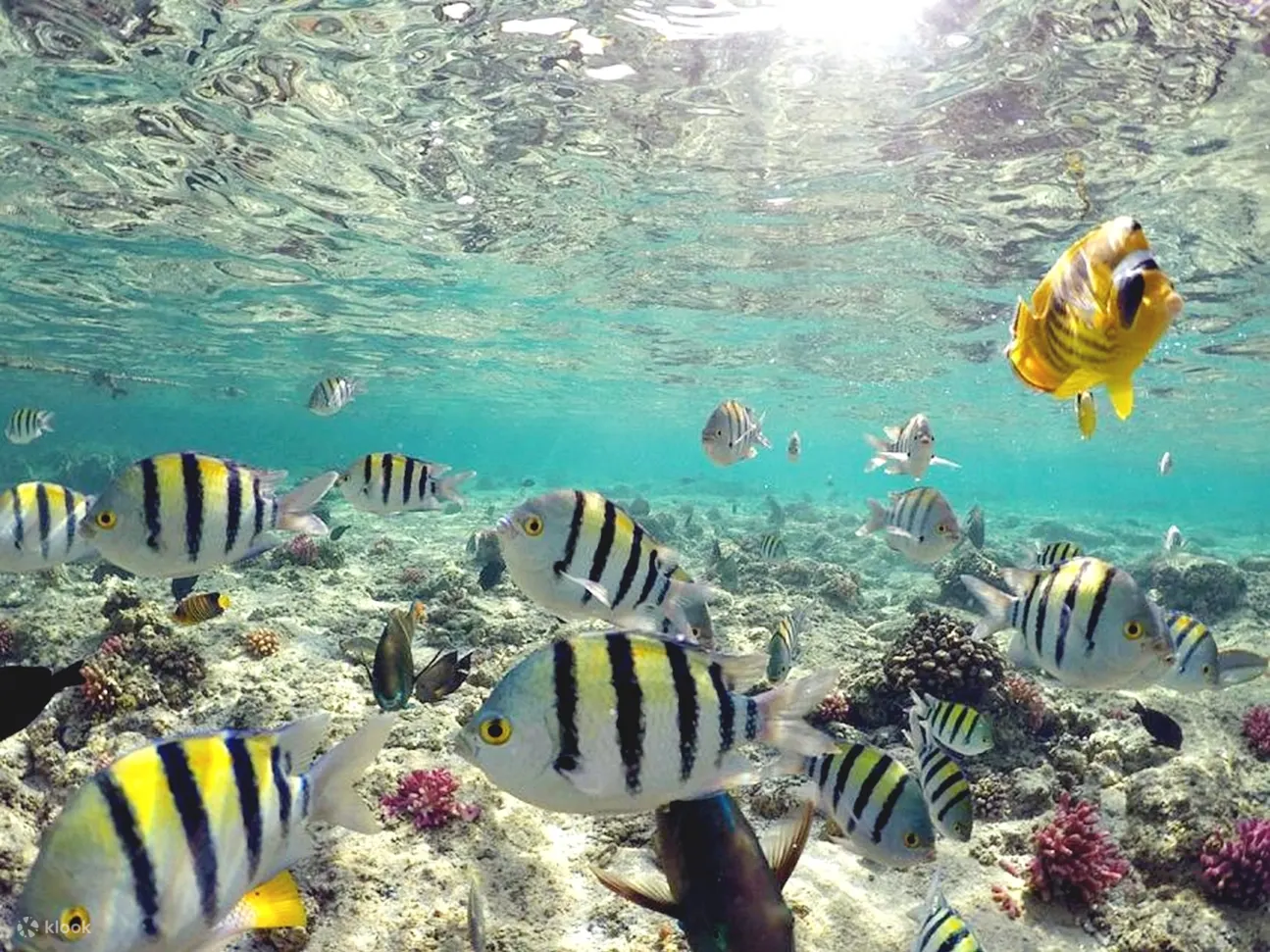 红海：橙湾岛和浮潜巡游（含午餐）