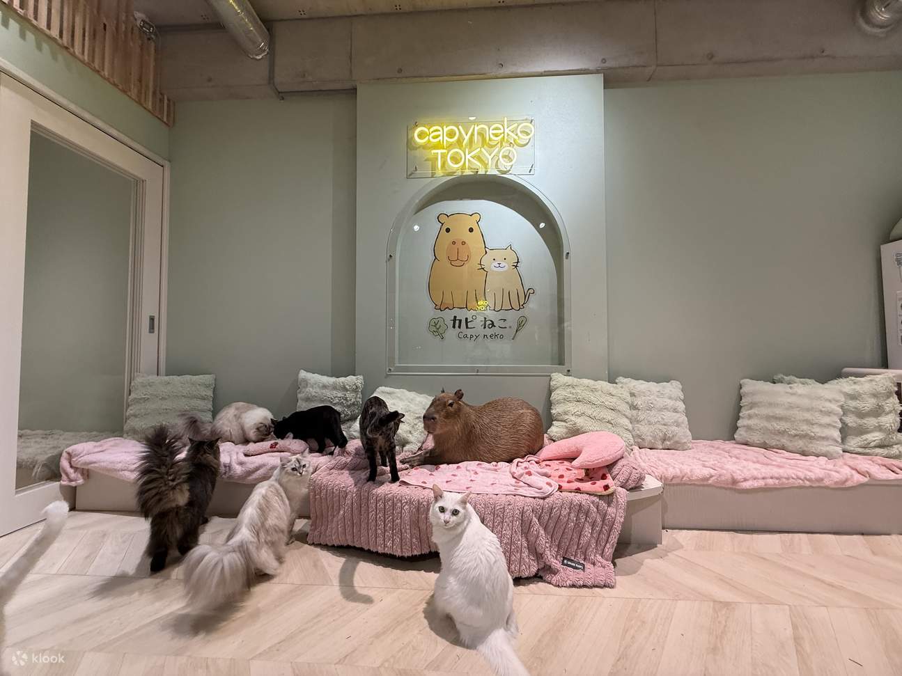 Interaction avec les capybaras et les chats [Capyneko Cafe Harajuku ...