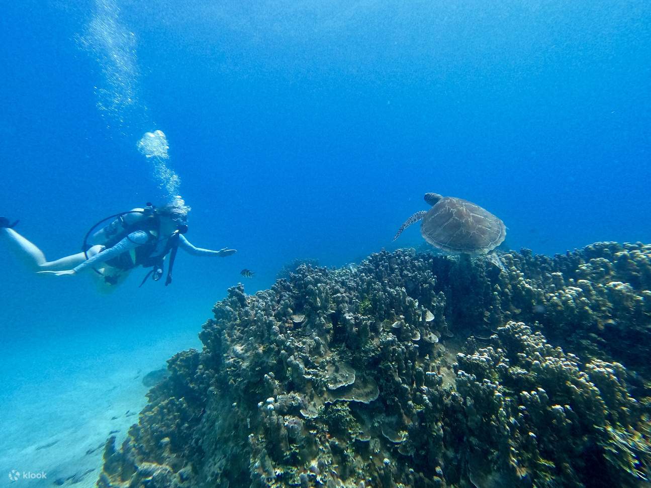 Kami berusaha sebaik mungkin untuk menemukan penyu!