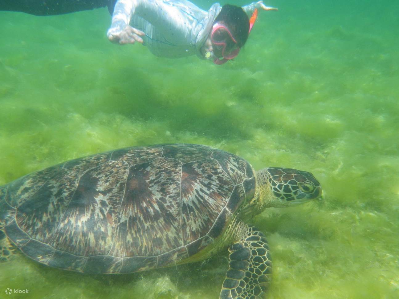 Sea Turtle at Pescador Island Snorkeling Join In Day Tour from Cebu