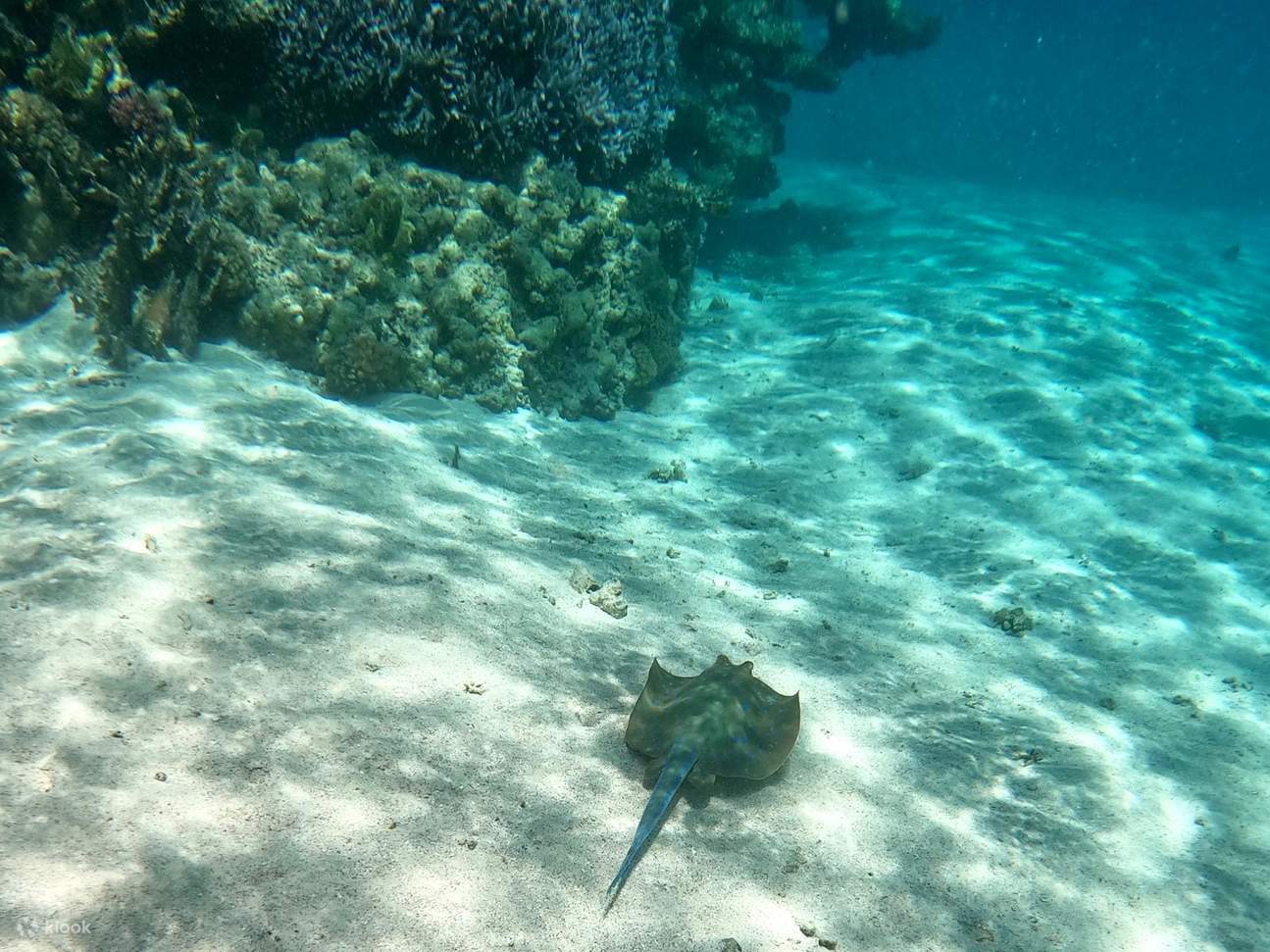 Marsa Alam - Tour đêm nhà cá heo Sataya 