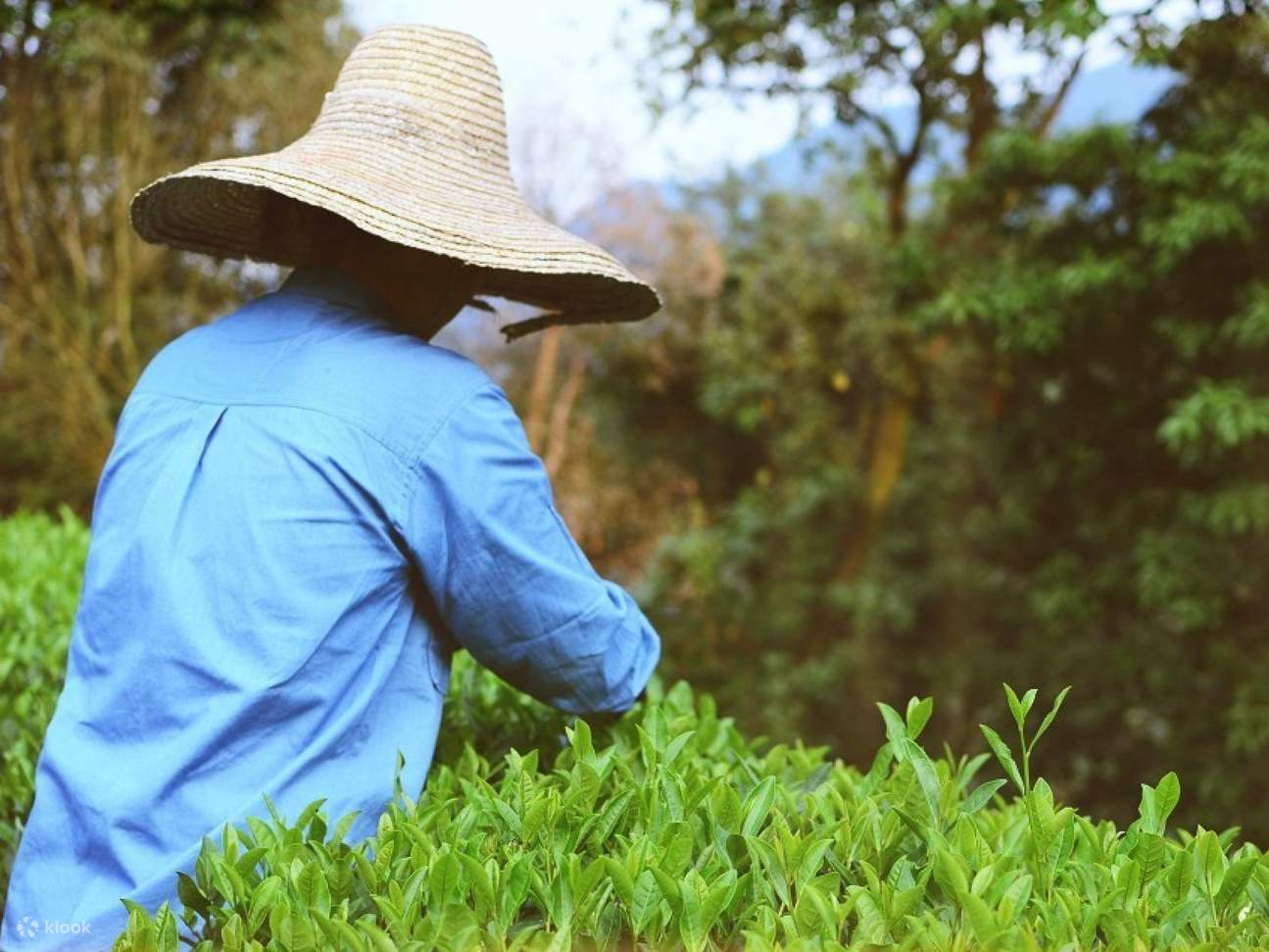 Hangzhou Longjing Village Sonderfahrt mit Transfer