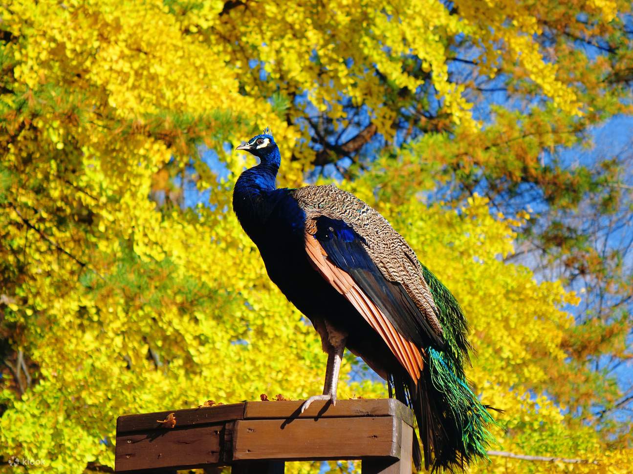 บัตรเข้าชมเกาะนามิ (Nami Island)