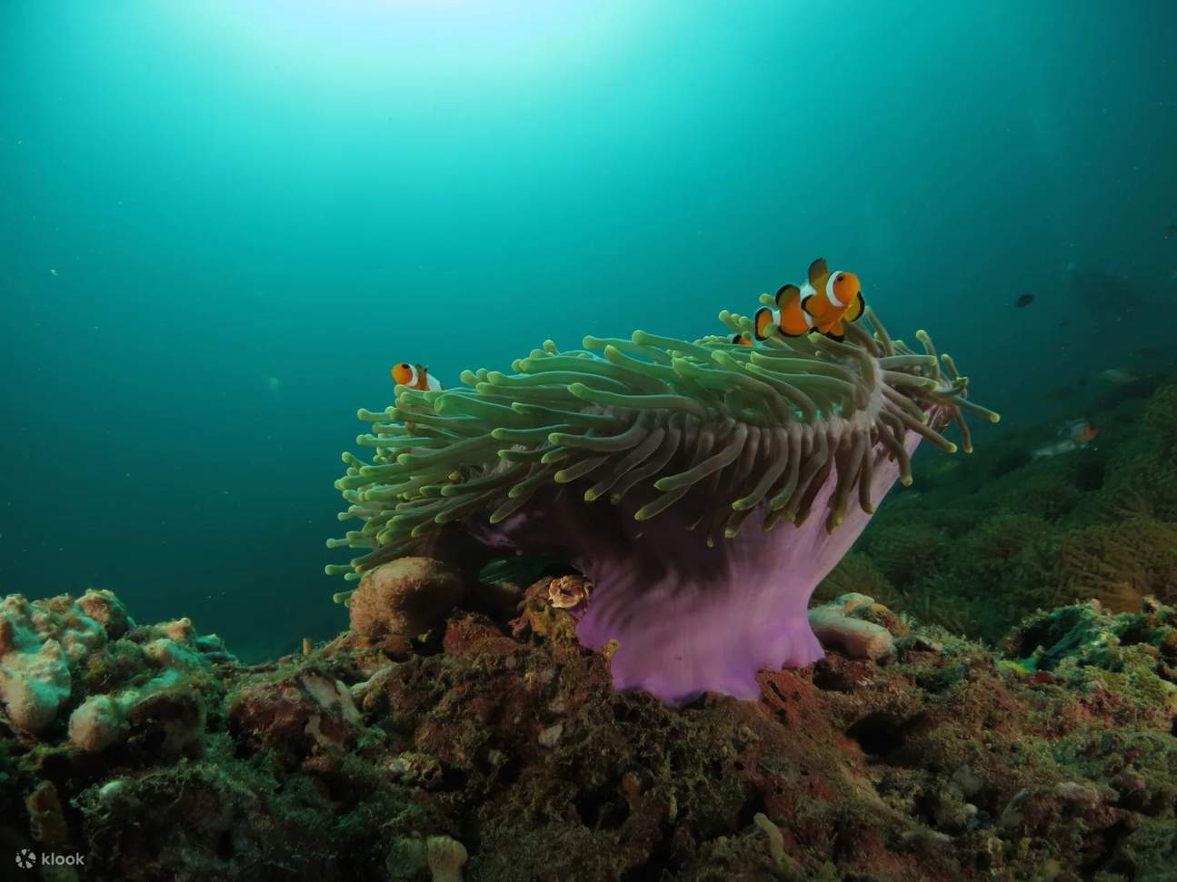 Temui ikan badut menawan yang berlarian di antara taman karang Mabul, menambahkan sentuhan unik pada penyelaman Advanced Course Anda.