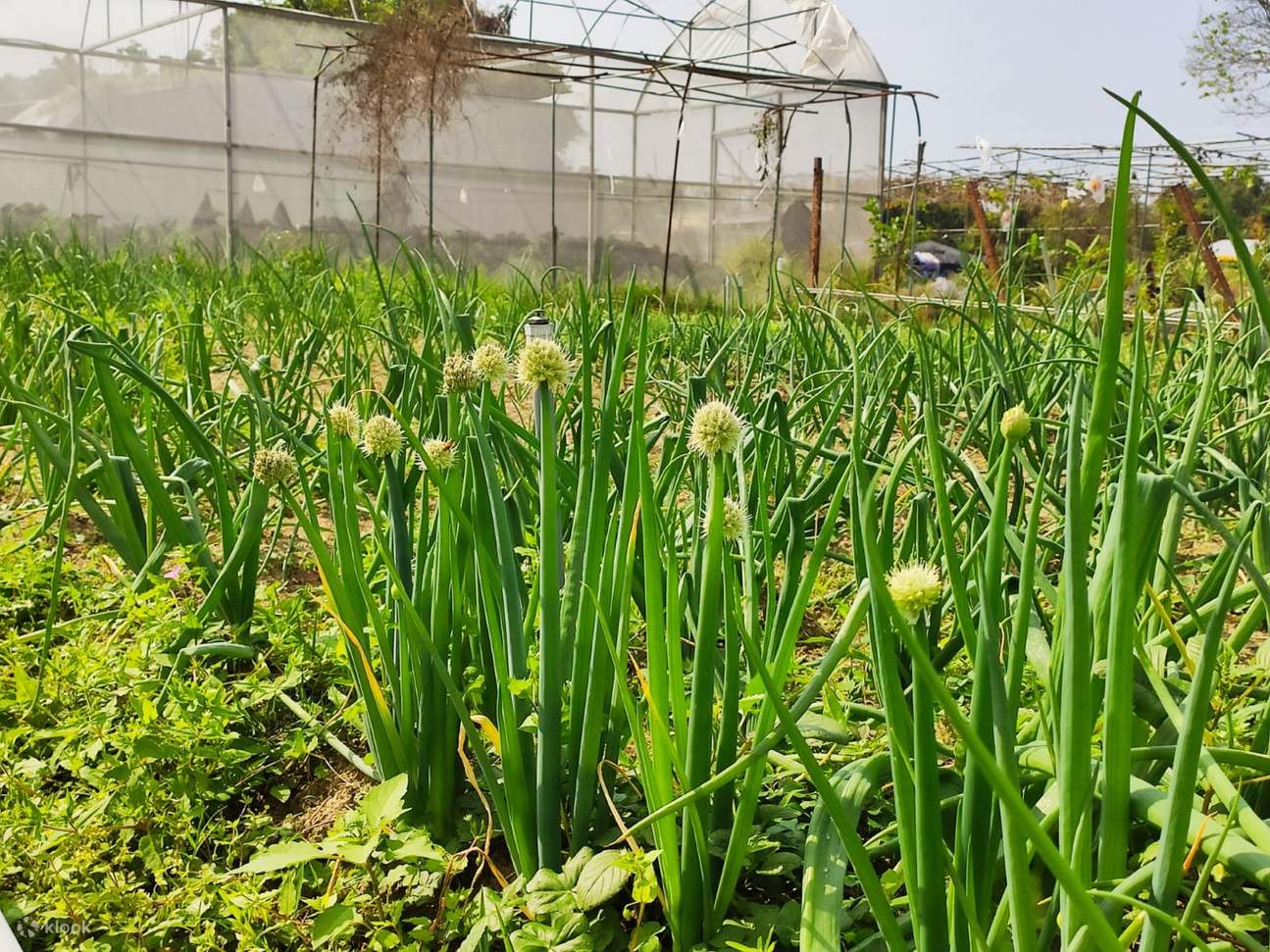 Yuen Long Pineapple Farm Tour Klook