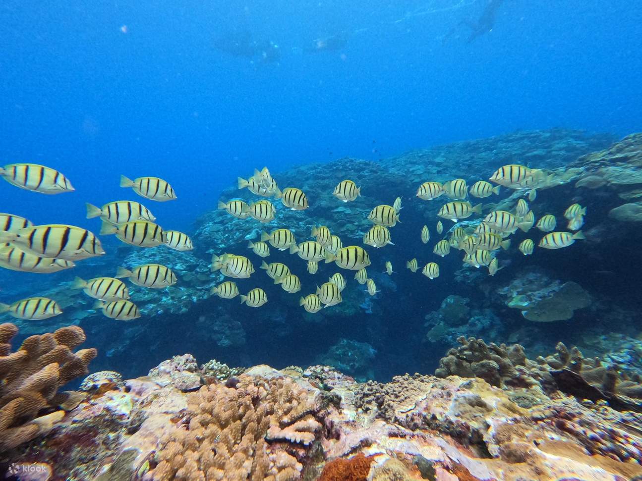 Ikan tropika di laut