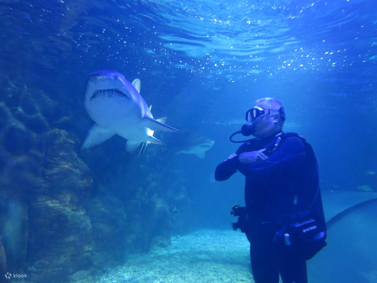 SEA LIFE Aquarium Shark Dive Xtreme Experience in Sunshine Coast Klook