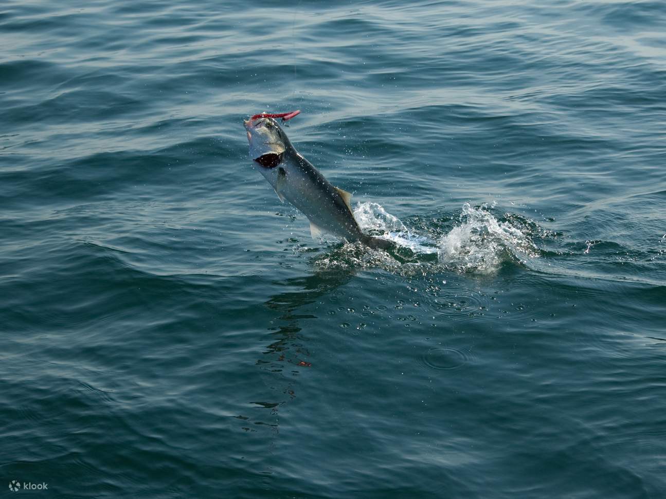 Sortie de pêche à Mascate 