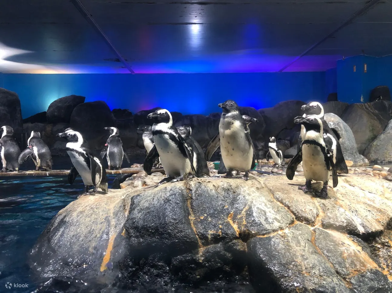 penguins at langkawi underwater world