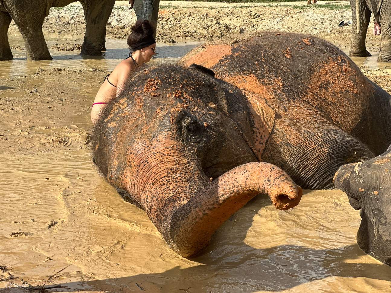 Bermain lumpur dengan gajah
