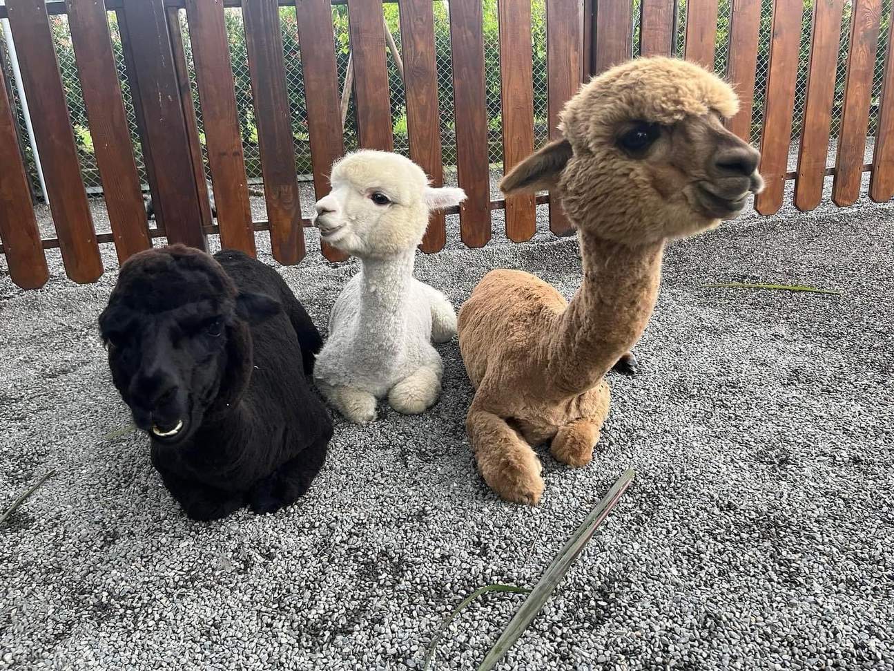 Zhang Mei Ama’s Farm Ticket in Yilan Klook Singapore