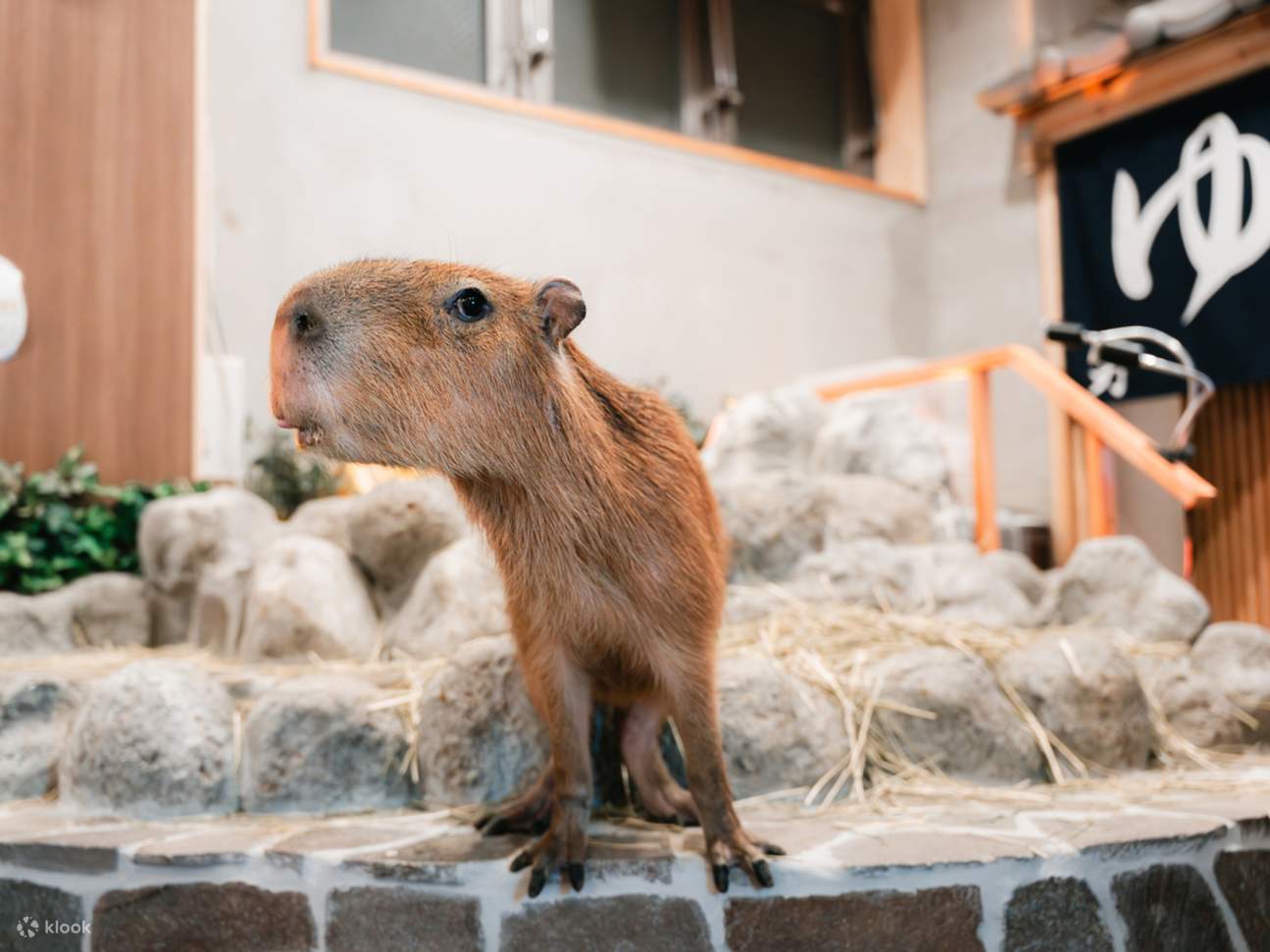 [capybara cafe moffu 东京] 30 分钟水豚互动课程