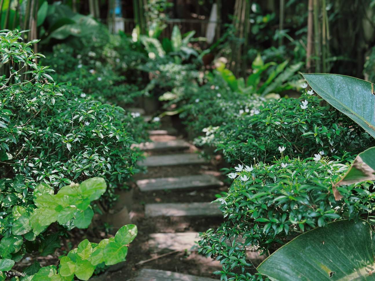 hierbas en la granja