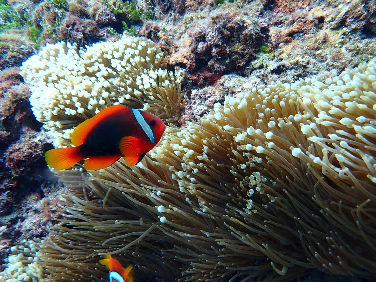 小琉球サンゴ海SUP - SUP / カヌー / シュノーケリング体験