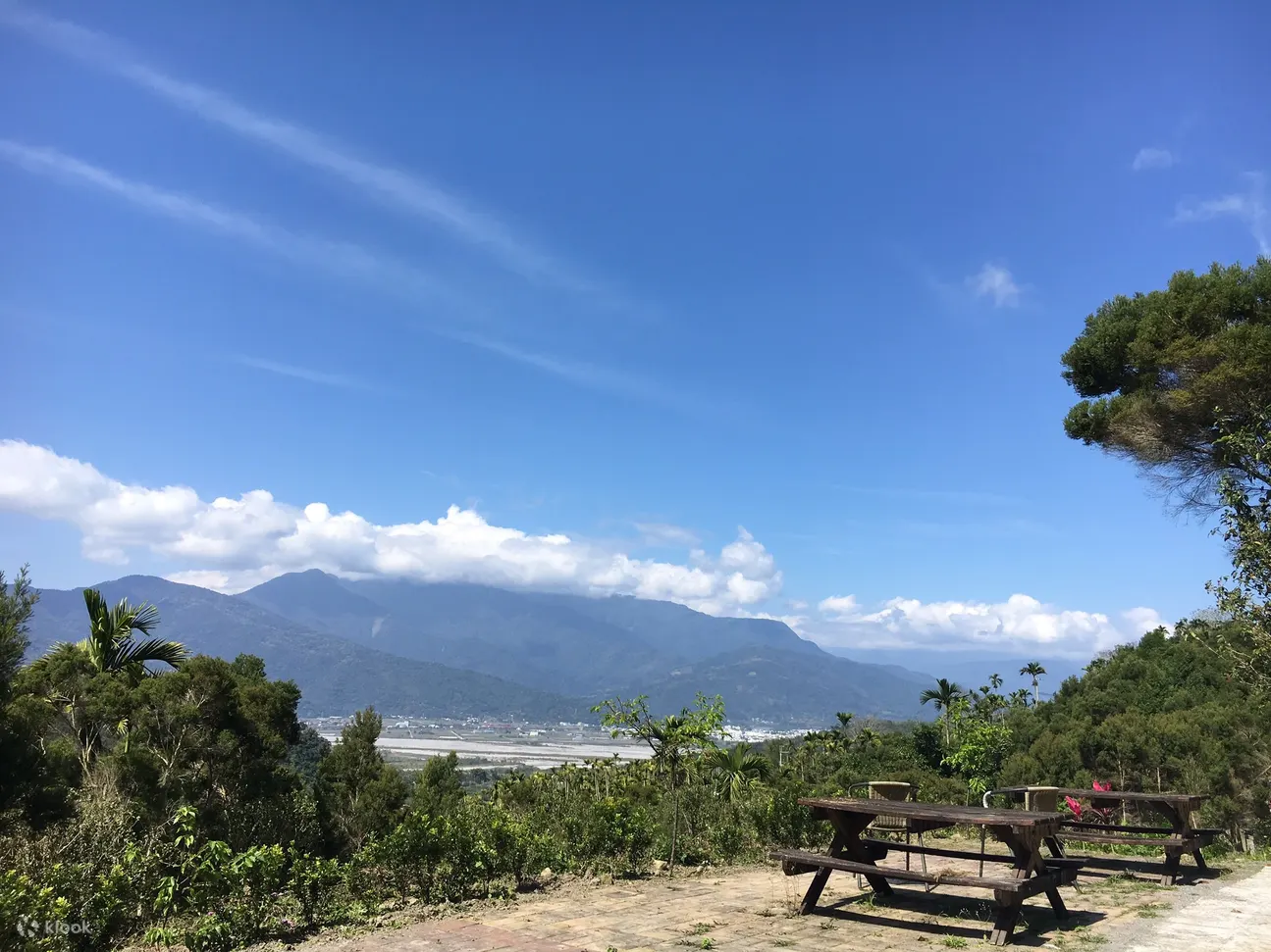 茶树森林