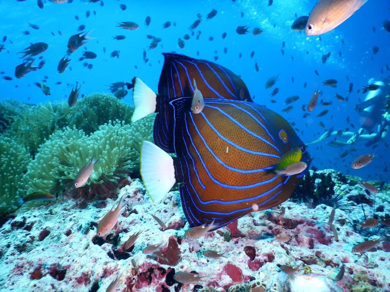 Dive Tour Koh Tao in Koh Samui with PADI 5 Star Dive Center Book Now