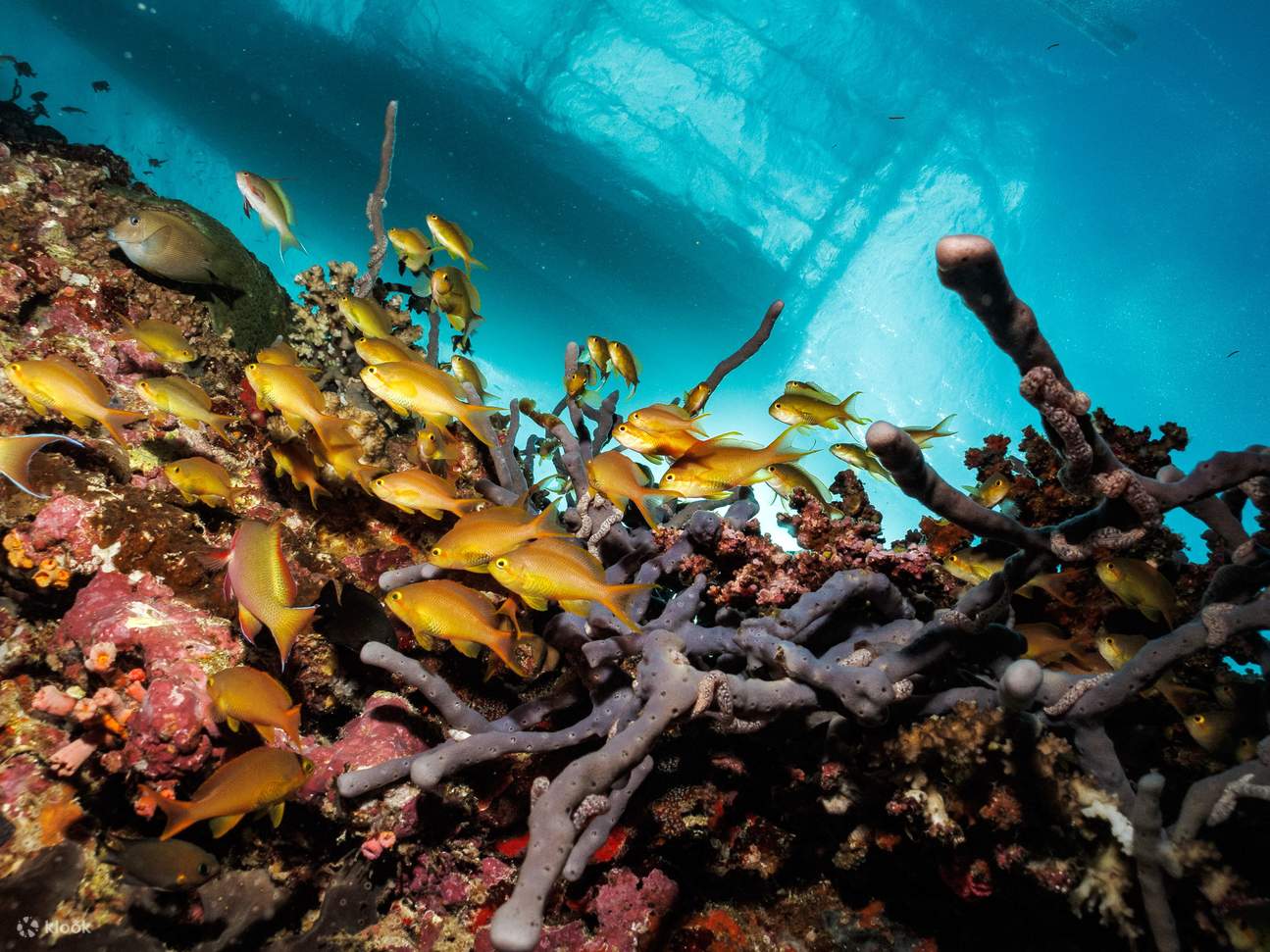 精彩的莫阿爾博阿爾礁石5次潛水方案