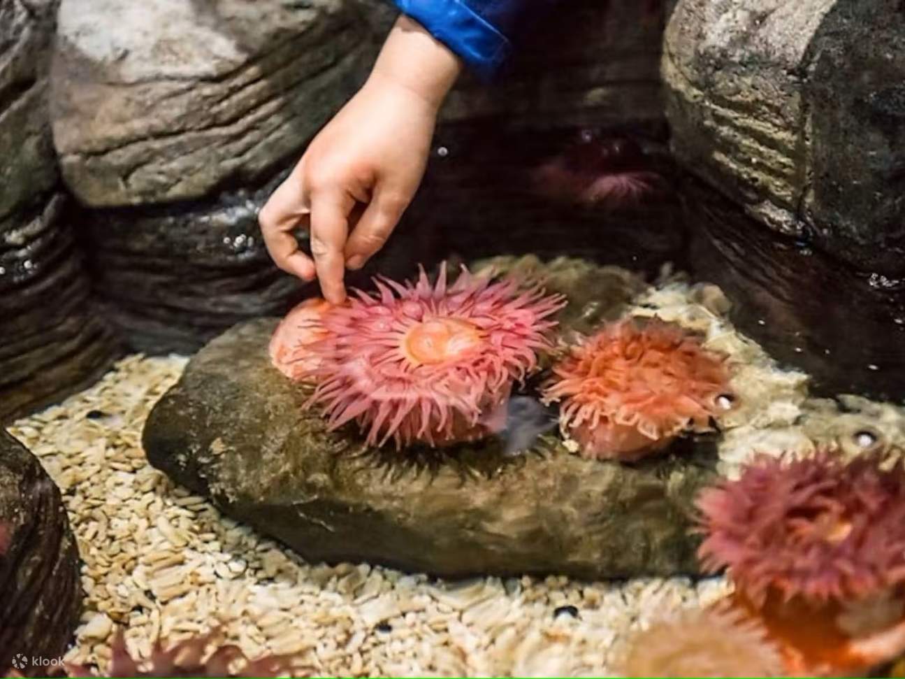 Потрогайте морских звезд и морских ежей в интерактивном бассейне с морской водой