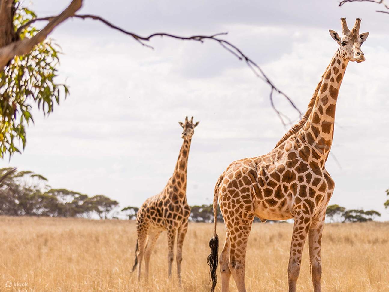 Monarto Safari Park Keeper for a Day