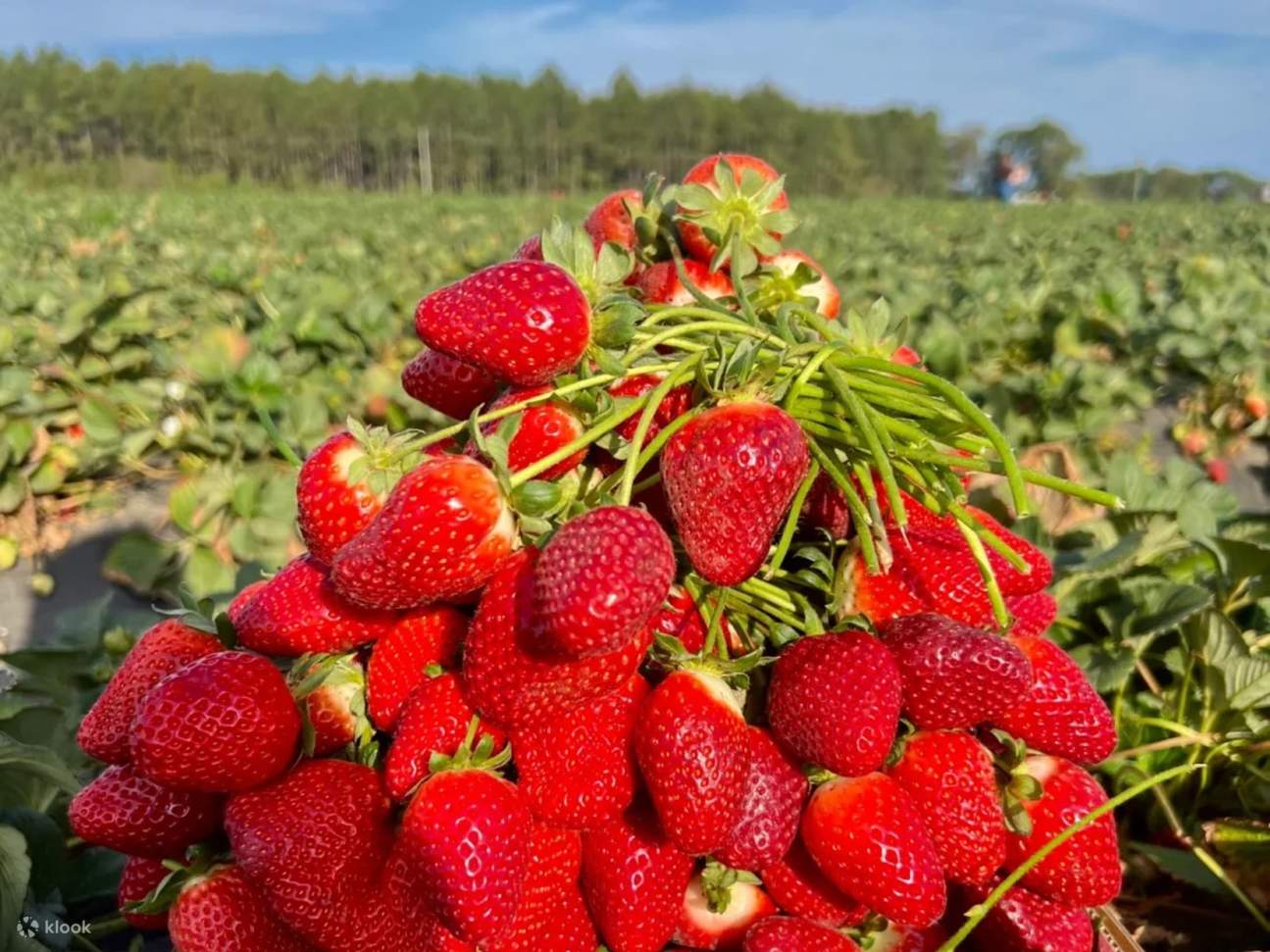 Gita di un giorno per la raccolta di fragole a Saga, Kyushu | Parco ...