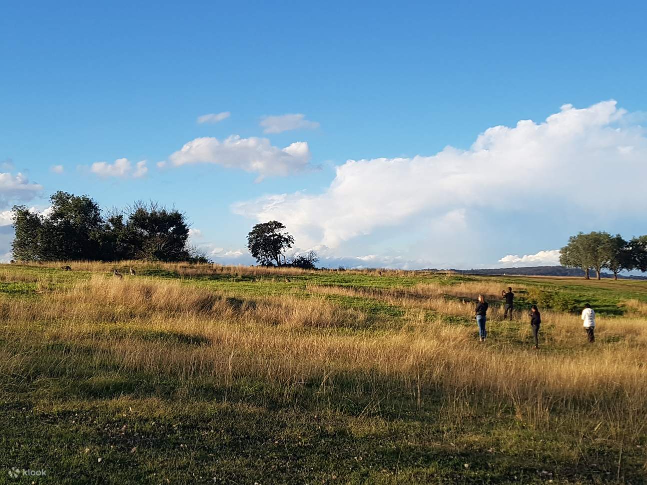 terreni agricoli della Hunter Valley