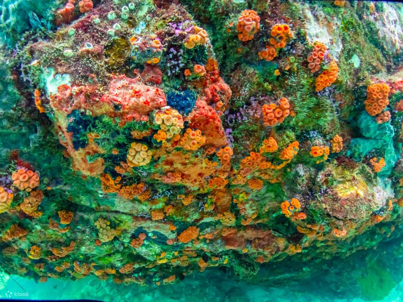 Esperienza all'Isola di Nemo con Foto con Drone e Pranzo