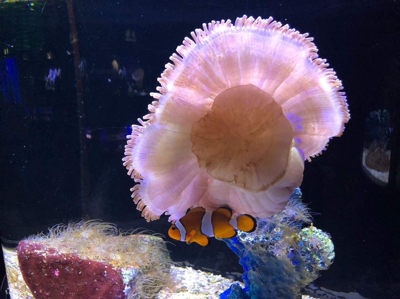 海洋底栖生物