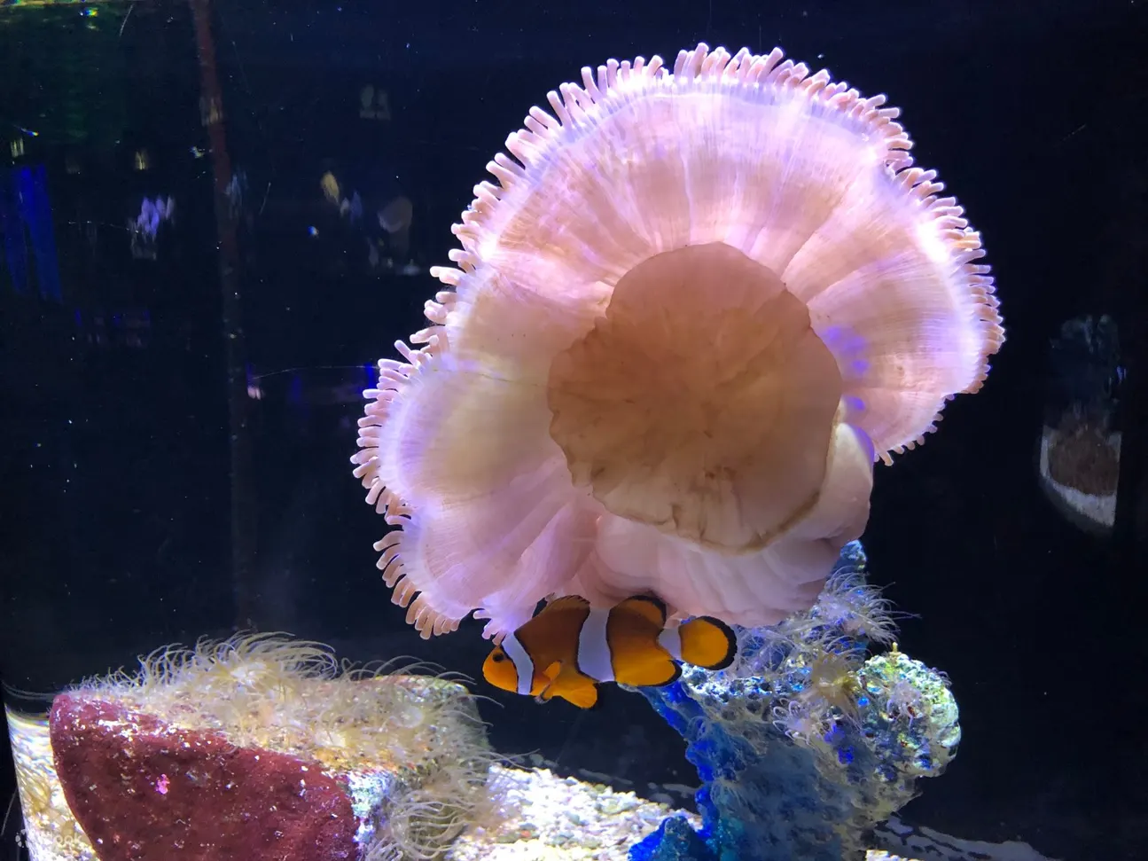 海洋底栖生物