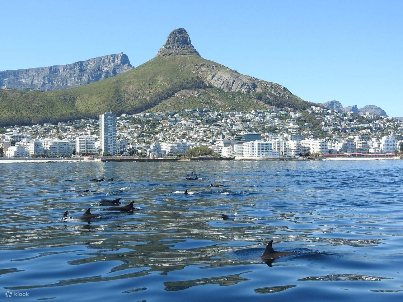 Встреча с дикой природой океана