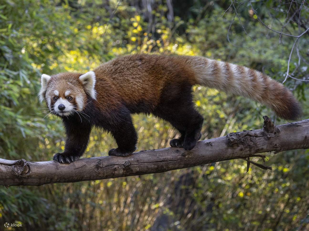 圣地牙哥动物园