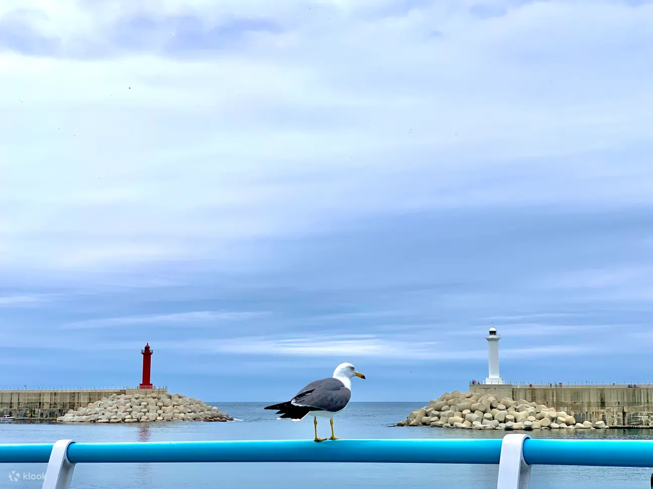 郁陵岛的海鸥与大海