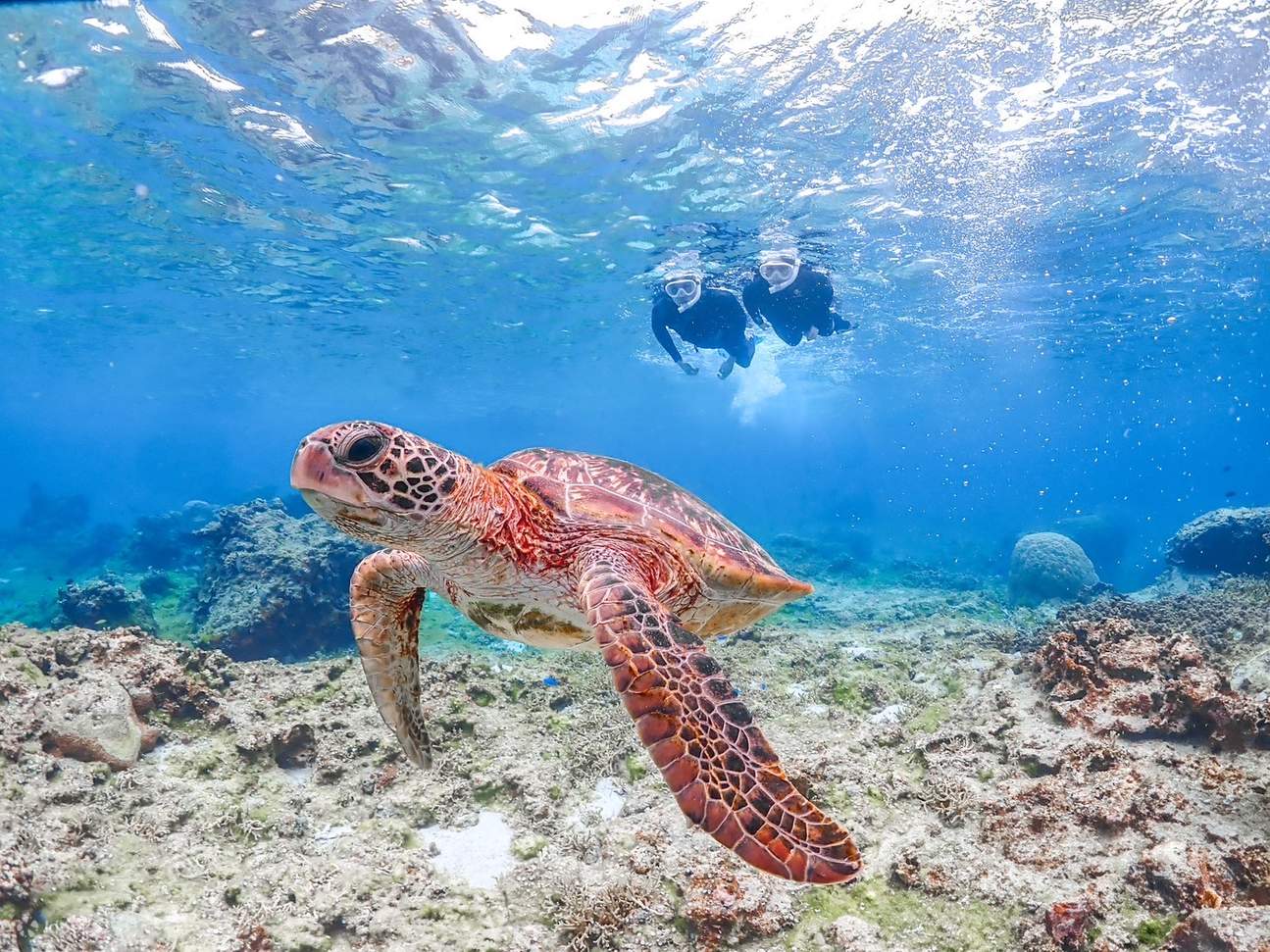 Miyako-jima Snorkeling Penyu Laut Setengah Hari (Okinawa)