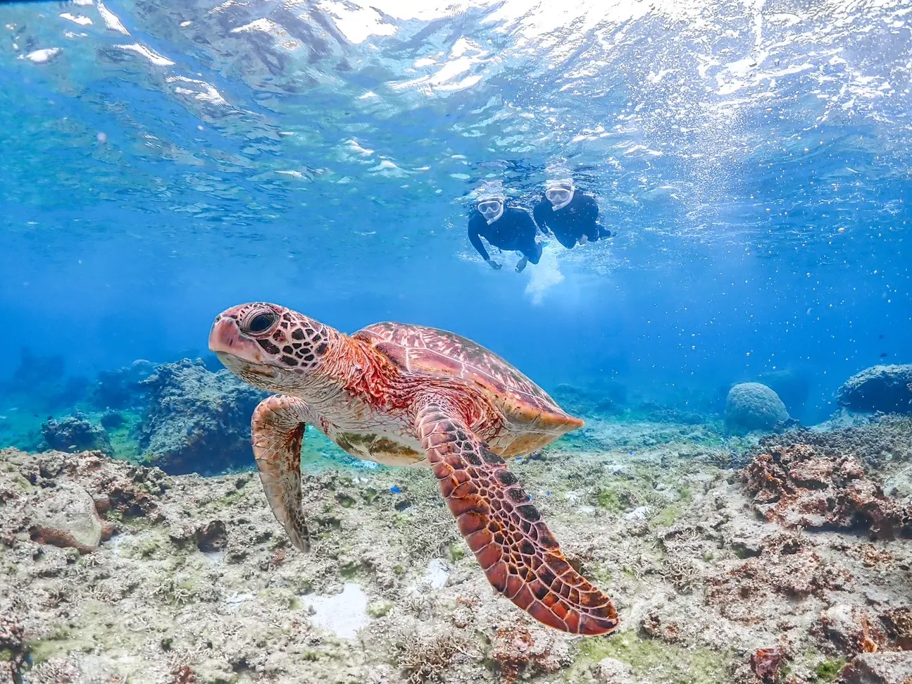 宫古岛海龟浮潜半日体验（冲绳）